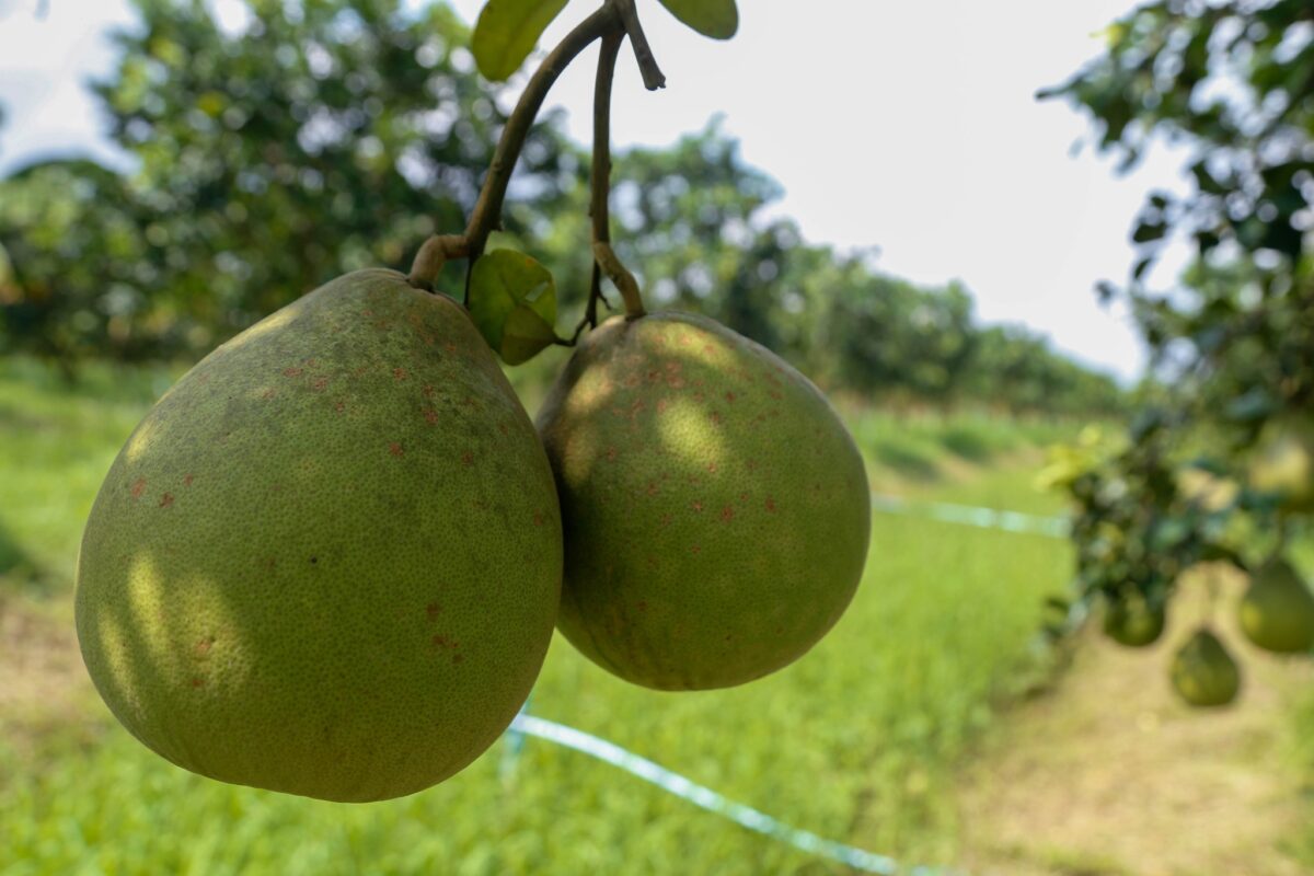ชุมนุมสหกรณ์การเกษตรแห่งประเทศไทย จำกัด (สำนักงานใหญ่)