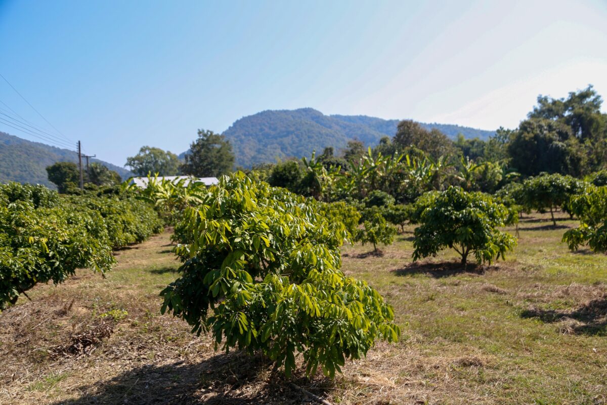 ชุมนุมสหกรณ์การเกษตรแห่งประเทศไทย จำกัด (สำนักงานใหญ่)