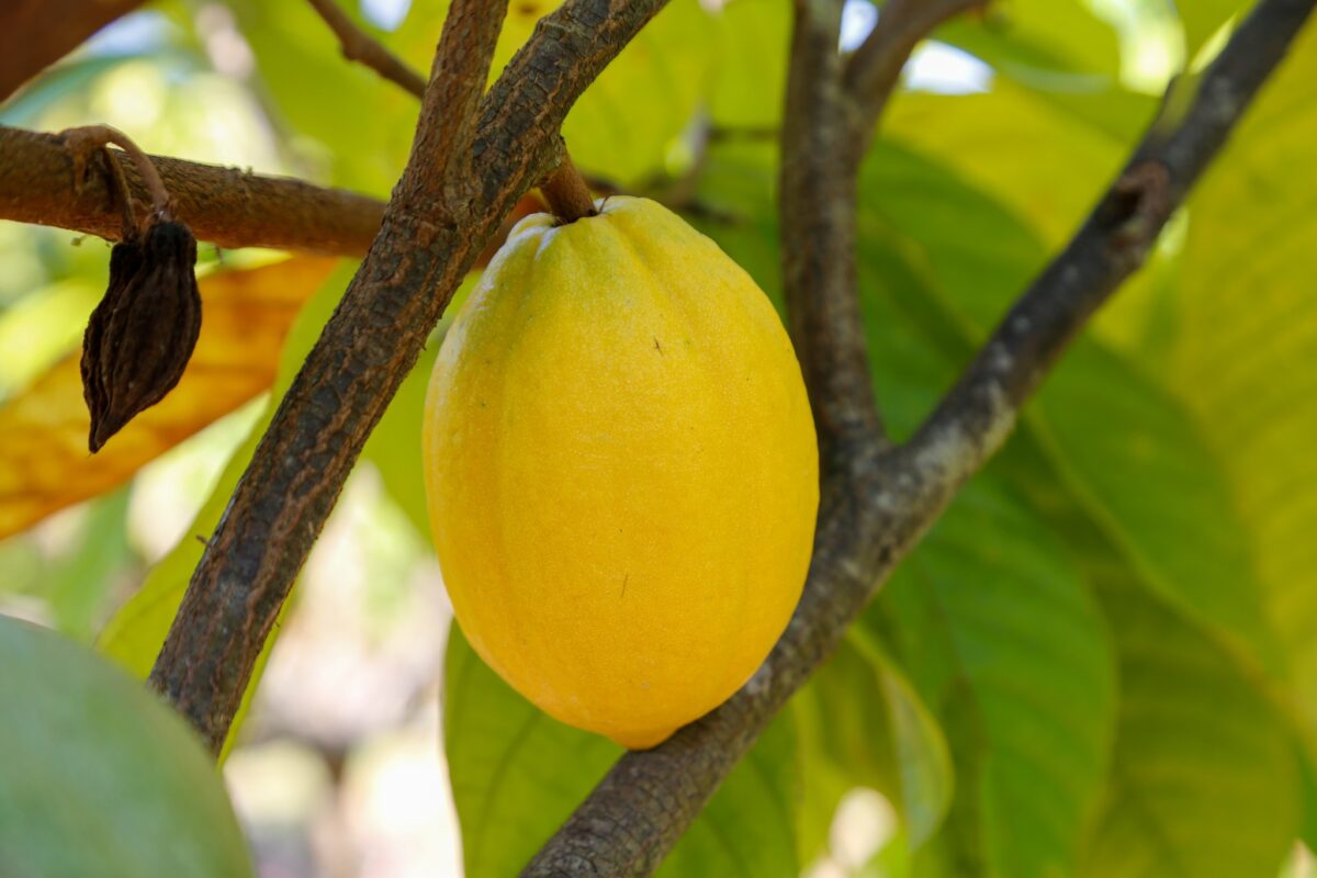 ชุมนุมสหกรณ์การเกษตรแห่งประเทศไทย จำกัด (สำนักงานใหญ่)