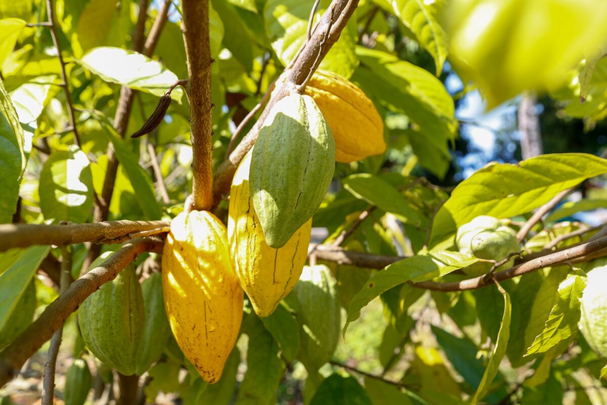 ชุมนุมสหกรณ์การเกษตรแห่งประเทศไทย จำกัด (สำนักงานใหญ่)