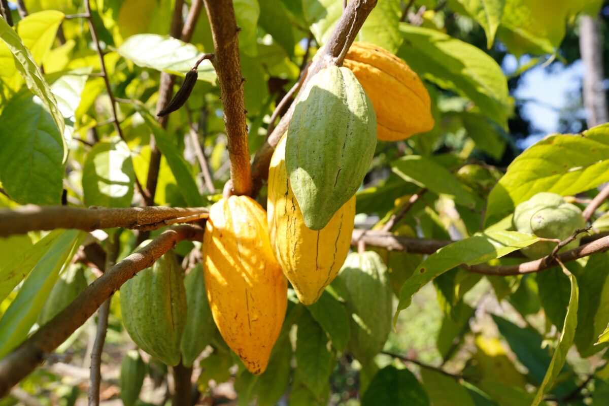 ชุมนุมสหกรณ์การเกษตรแห่งประเทศไทย จำกัด (สำนักงานใหญ่)